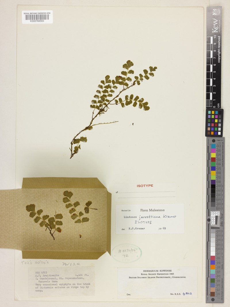 Lindsaea jarrettiana
