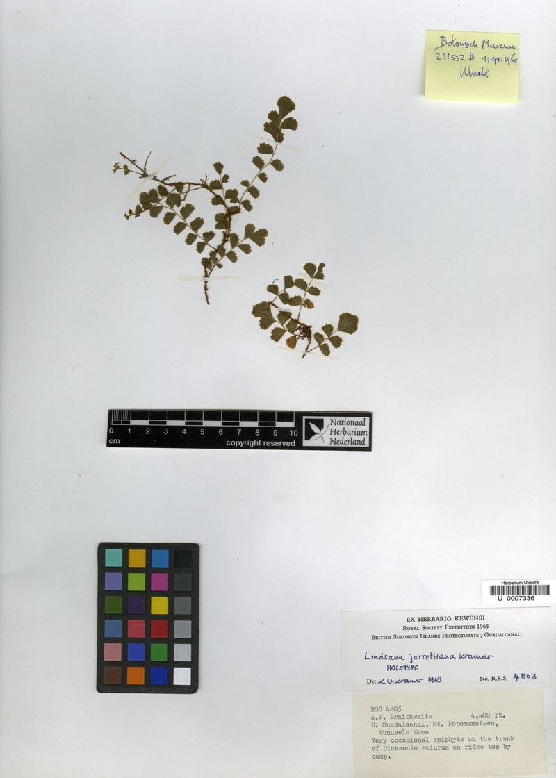 Lindsaea jarrettiana photo 2