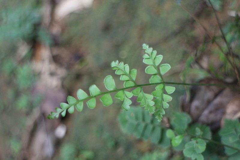 Lindsaea javanensis
