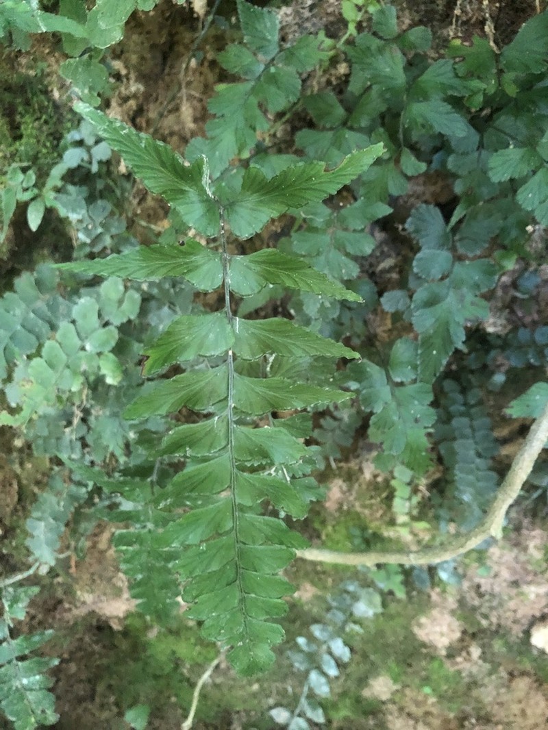Lindsaea javanensis photo 2