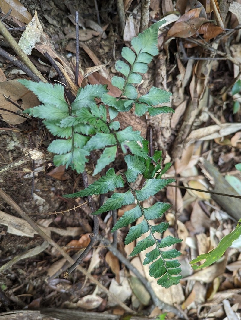 Lindsaea javanensis photo 3