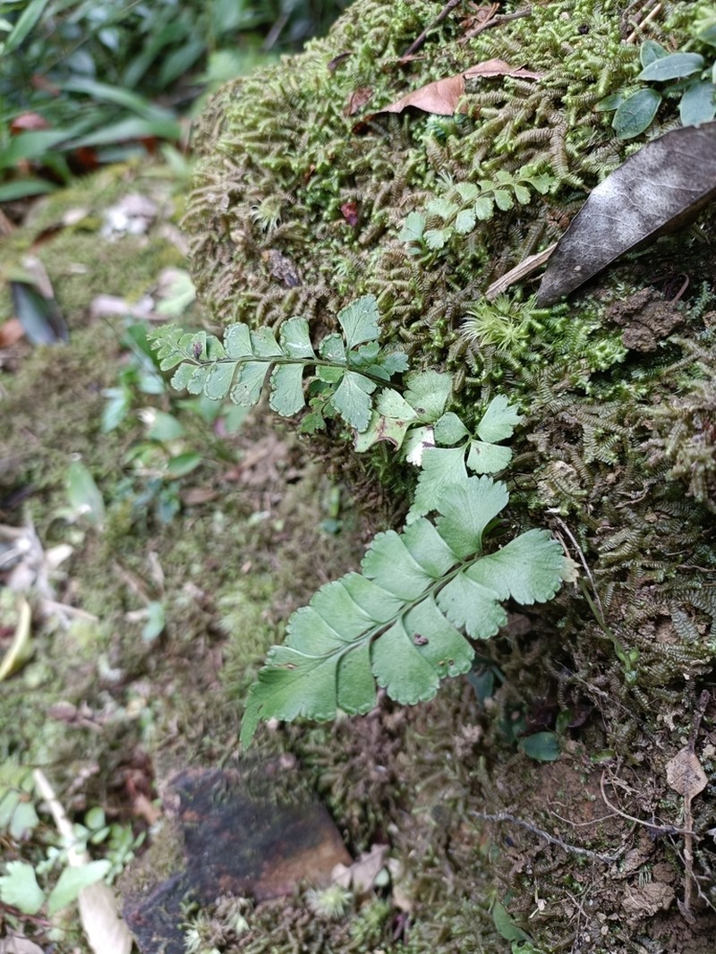 Lindsaea javanensis photo 4