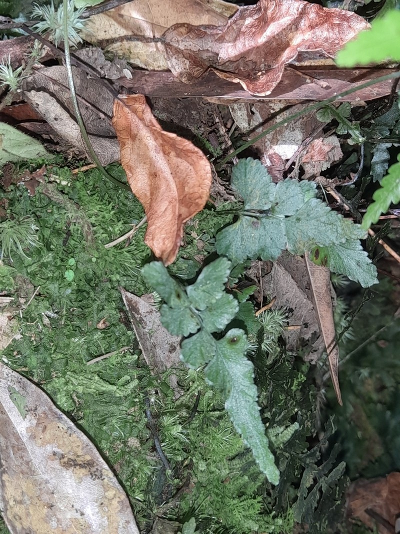 Lindsaea javanensis photo 5