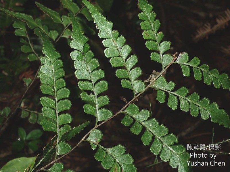 Lindsaea javanensis photo 6