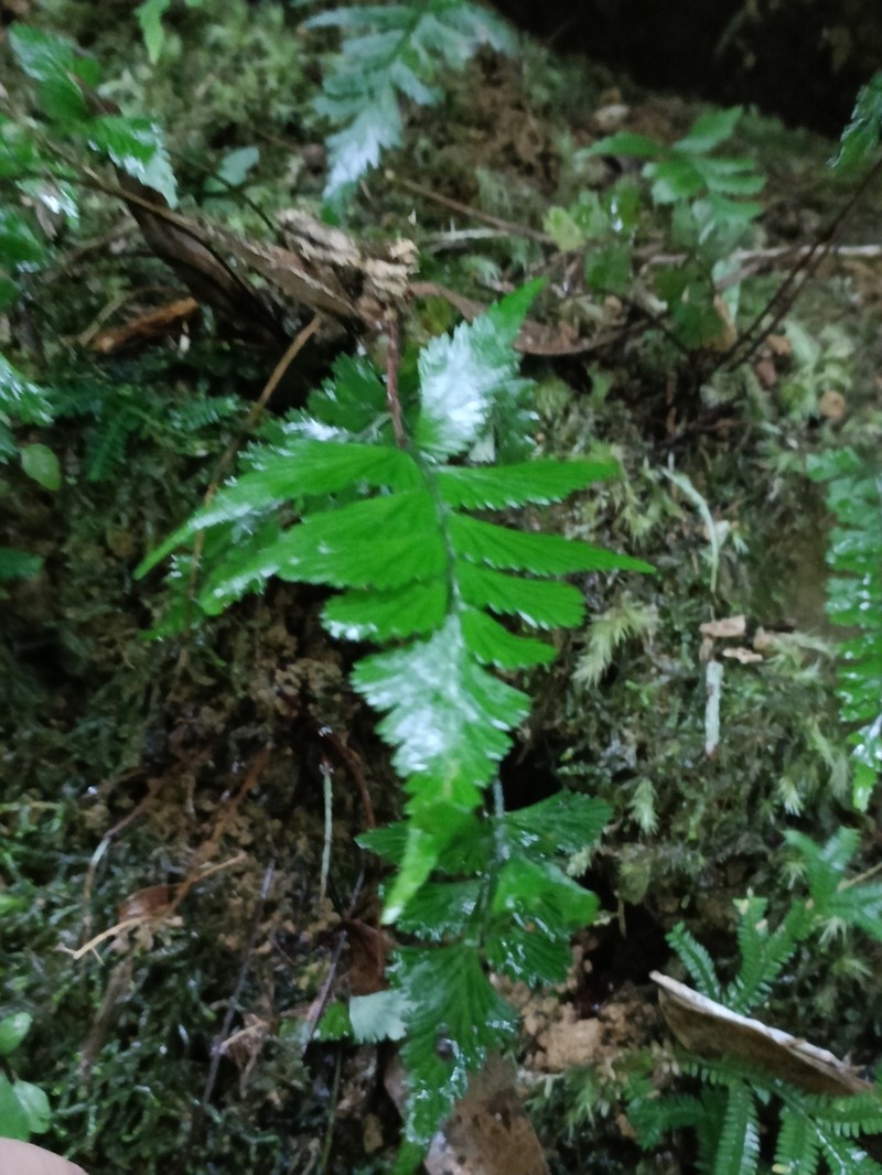 Lindsaea javanensis photo 7