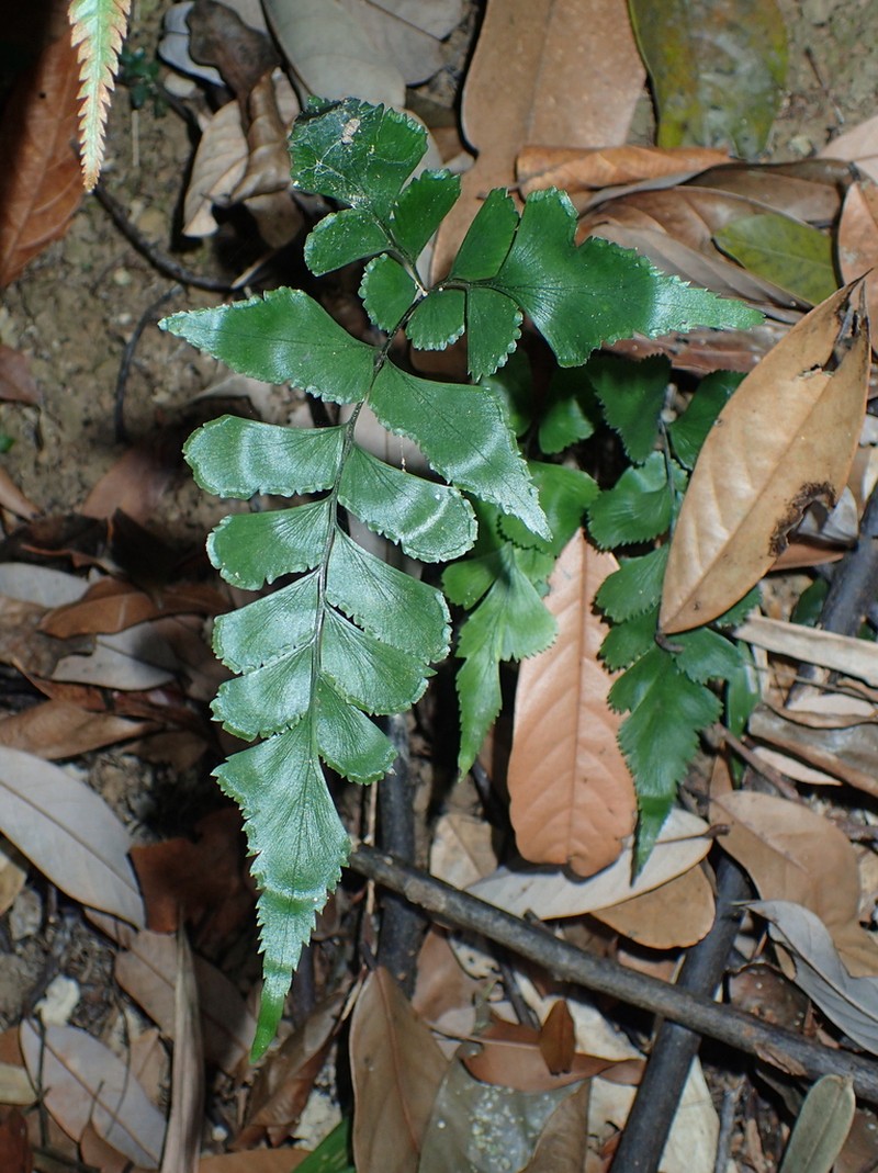 Lindsaea javanensis photo 8