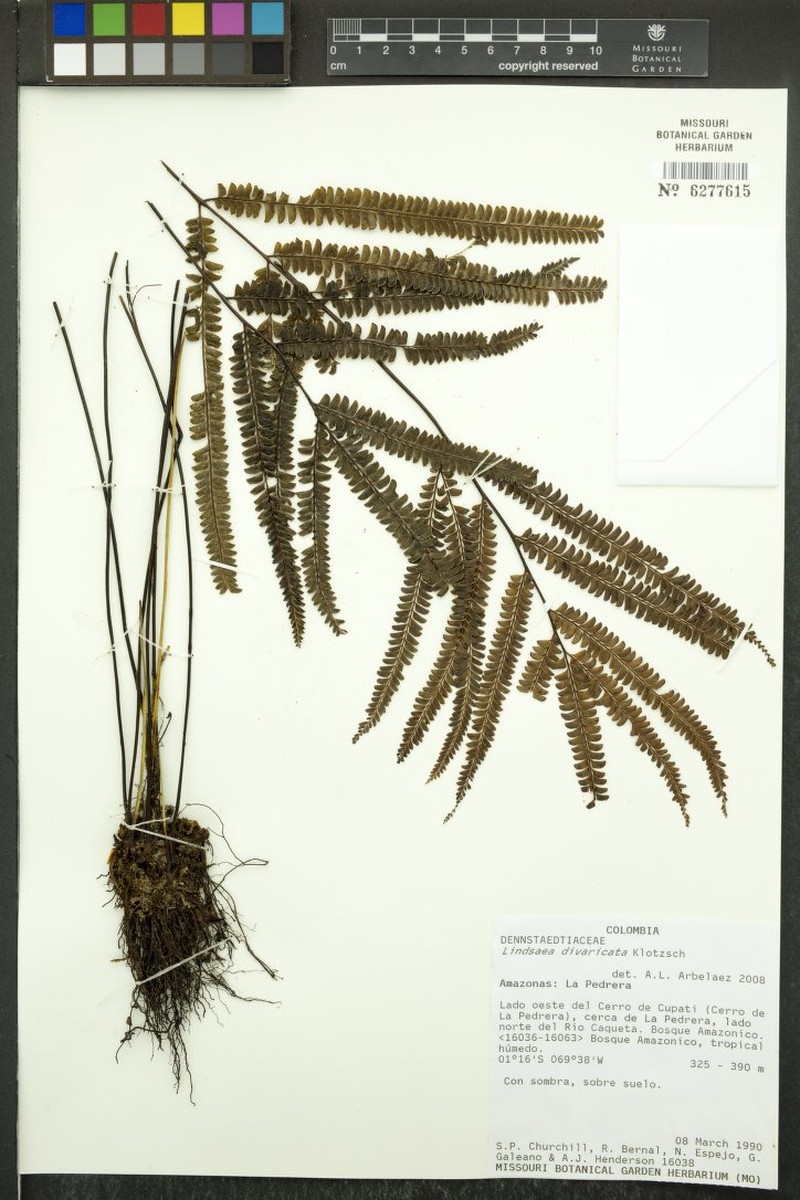 Lindsaea javitensis
