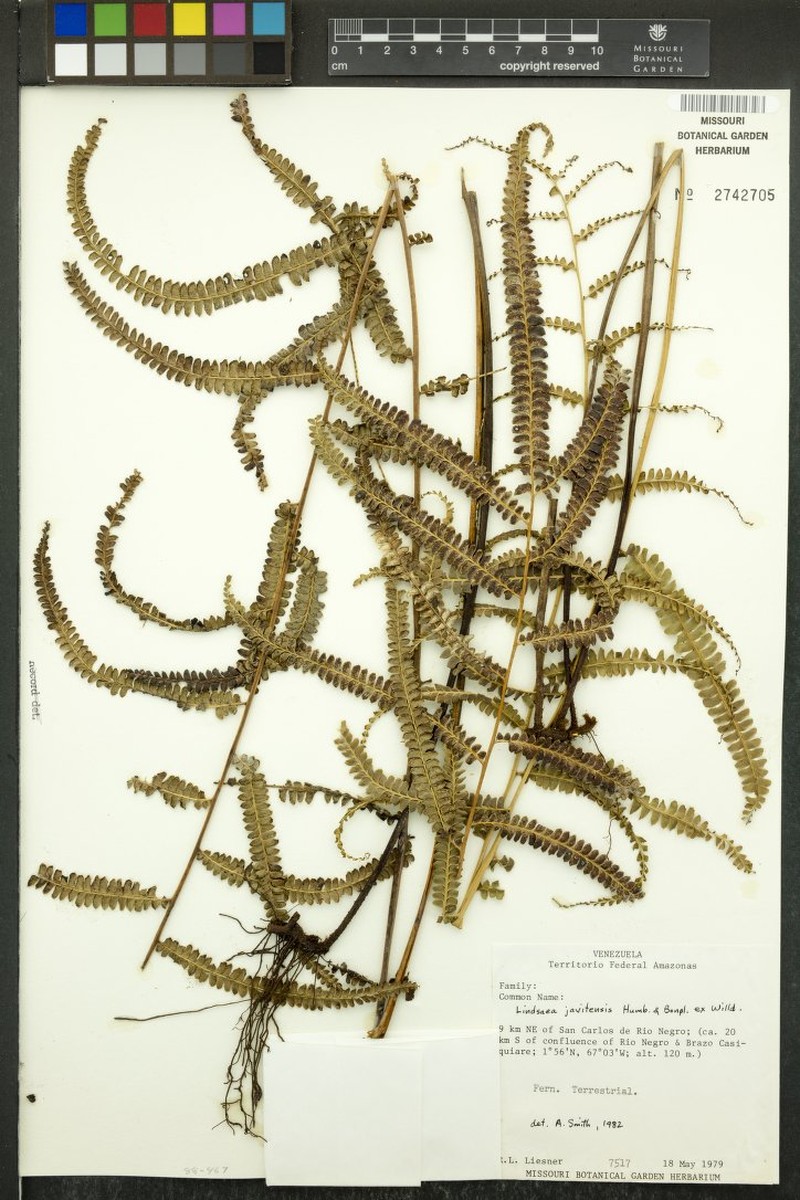 Lindsaea javitensis photo 2