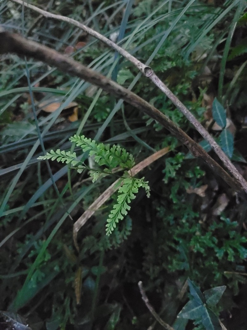Lindsaea kawabatae