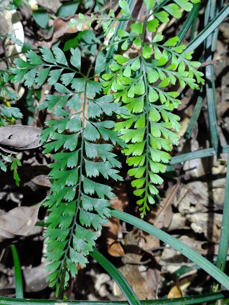 Lindsaea kawabatae photo 2
