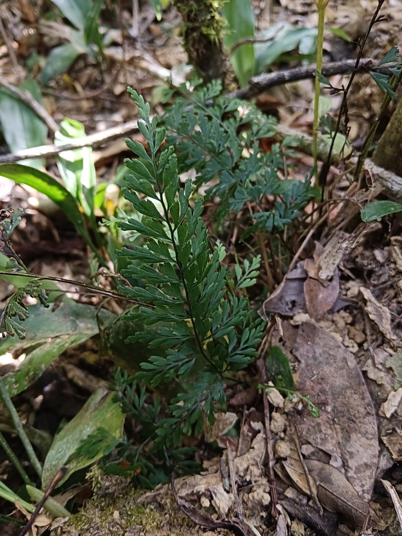 Lindsaea kawabatae photo 3