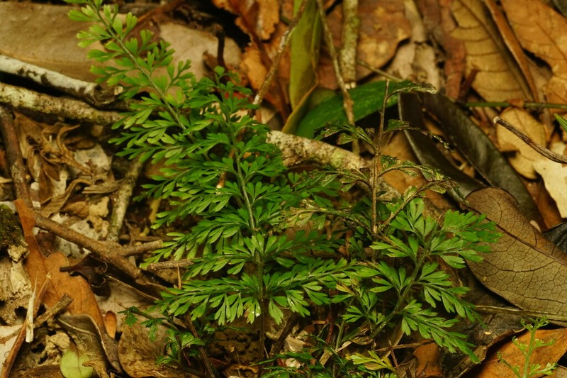 Lindsaea kawabatae photo 4