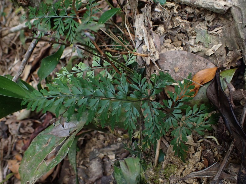 Lindsaea kawabatae photo 5