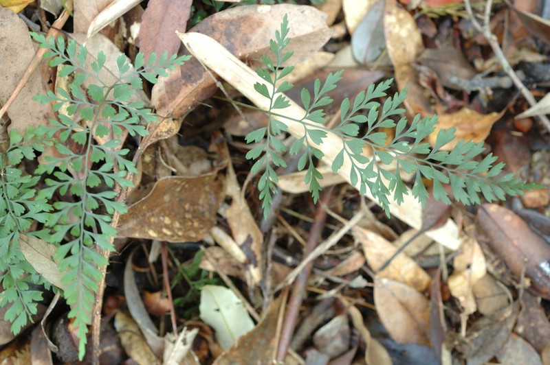 Lindsaea kawabatae photo 6