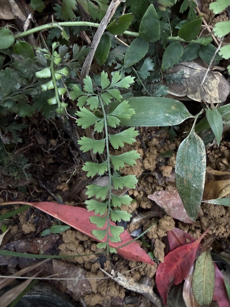 Lindsaea kawabatae photo 7