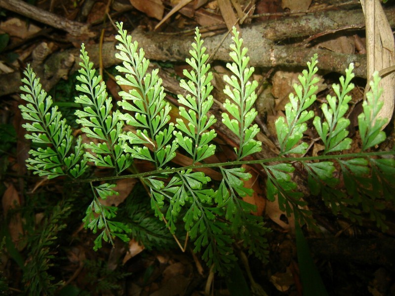 Lindsaea kawabatae photo 8