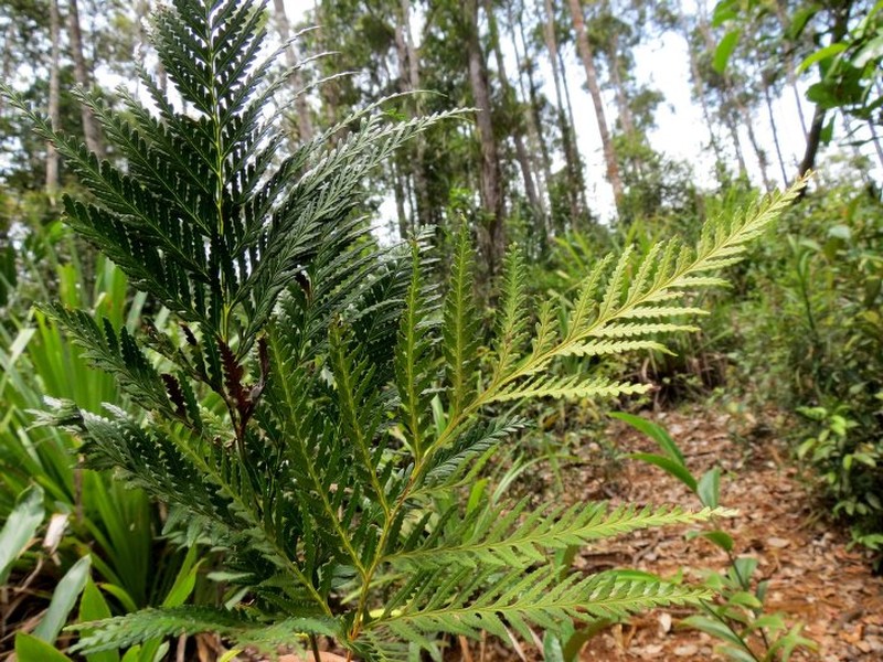 Lindsaea kingii