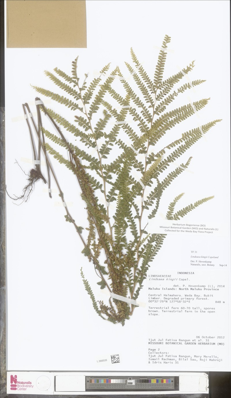 Lindsaea kingii photo 2
