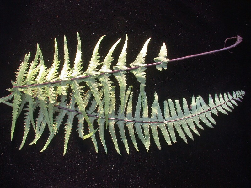 Cutleaf Island Spleenwort photo 2