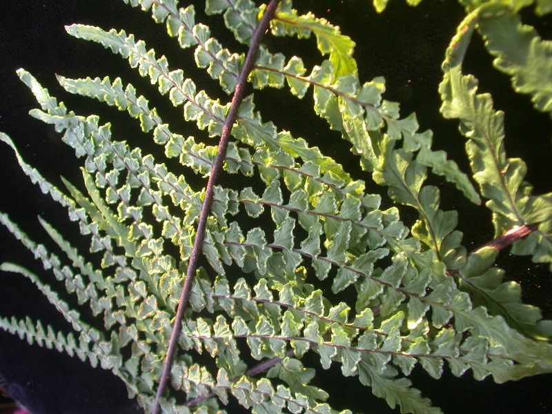 Cutleaf Island Spleenwort photo 3