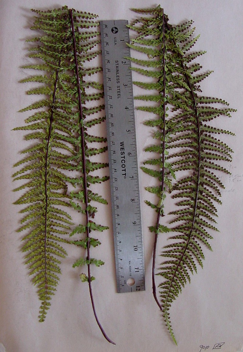 Cutleaf Island Spleenwort photo 4