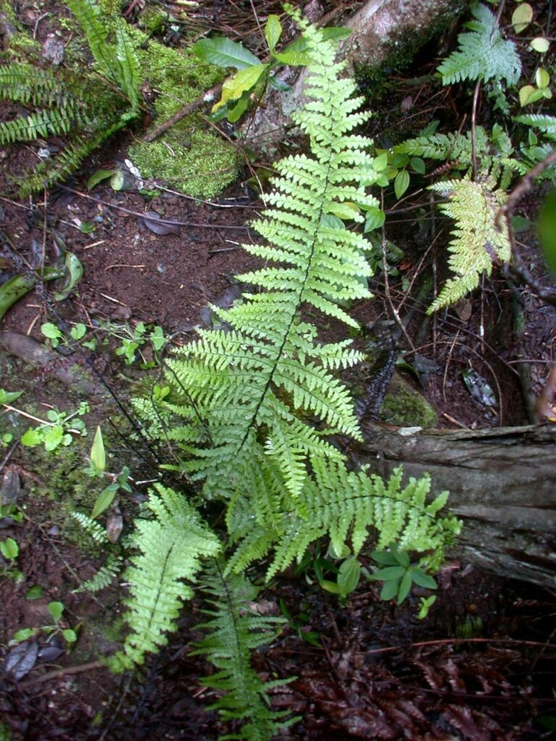 Cutleaf Island Spleenwort photo 5