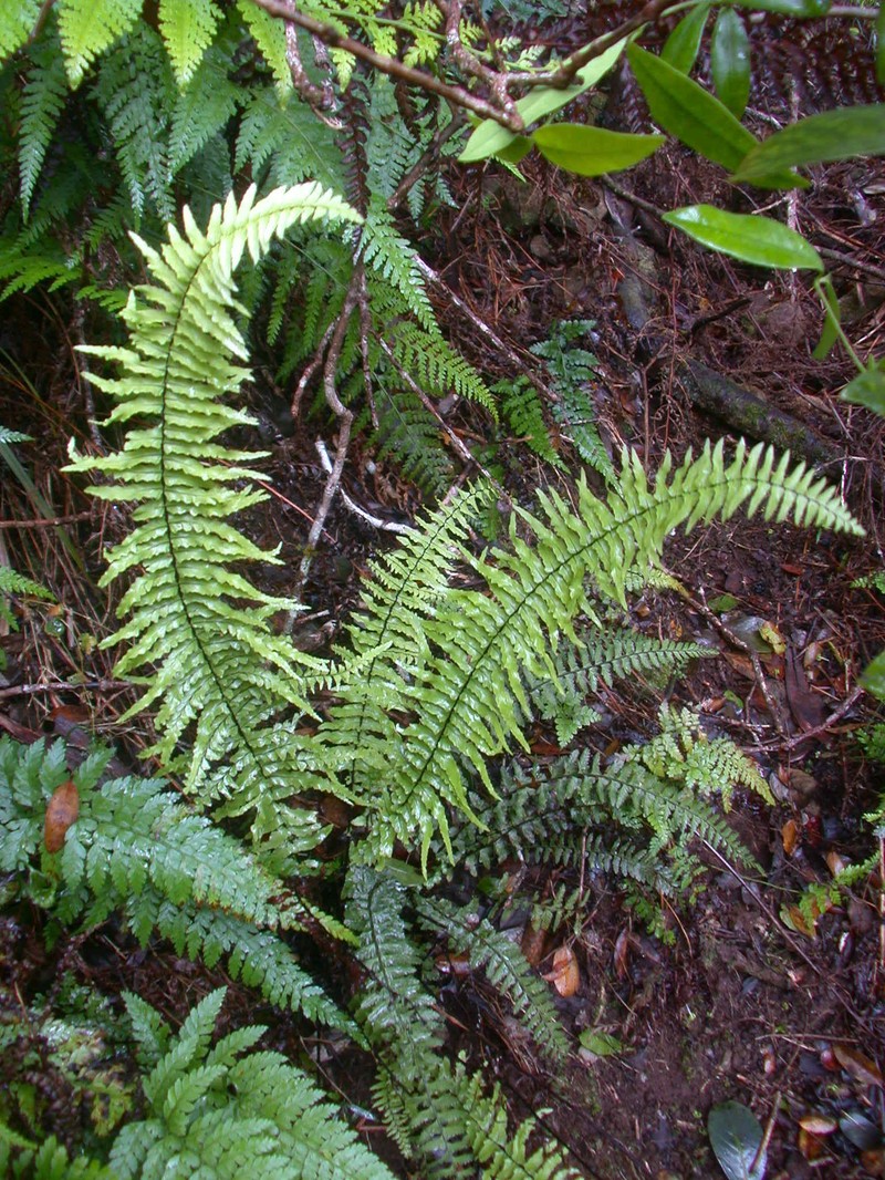 Cutleaf Island Spleenwort photo 6