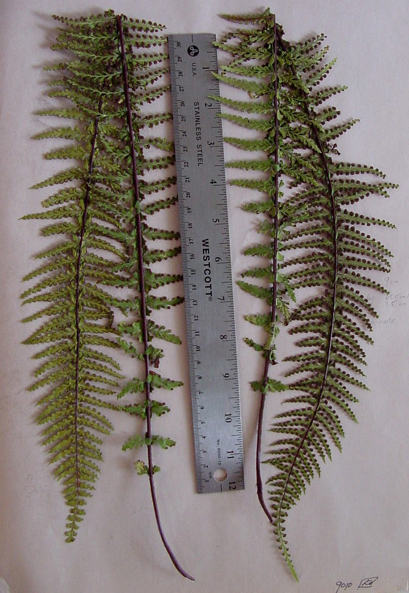 Cutleaf Island Spleenwort photo 7