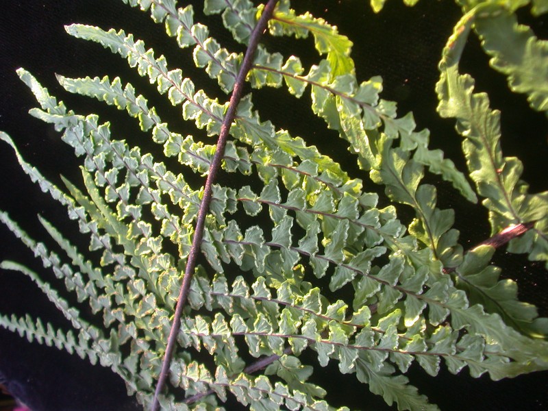 Cutleaf Island Spleenwort photo 8