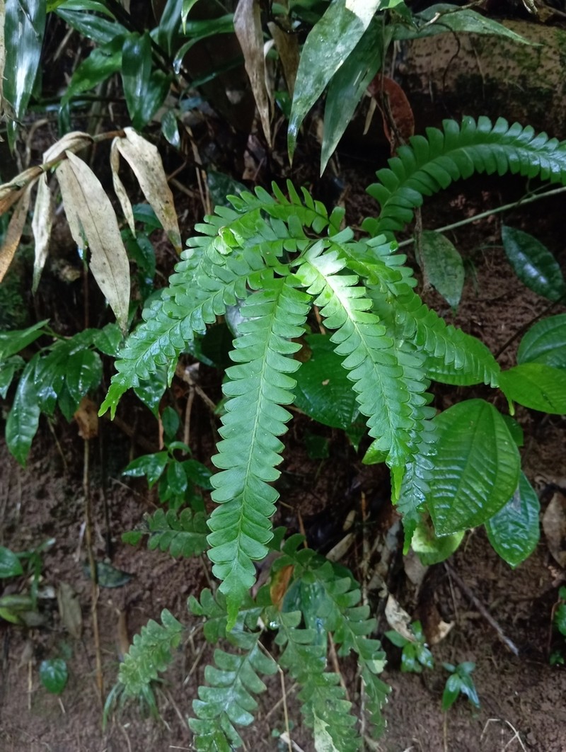 Woodland Necklace Fern