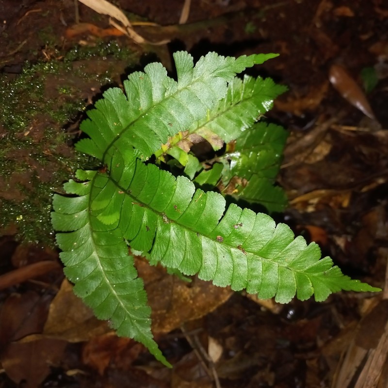 Woodland Necklace Fern photo 2