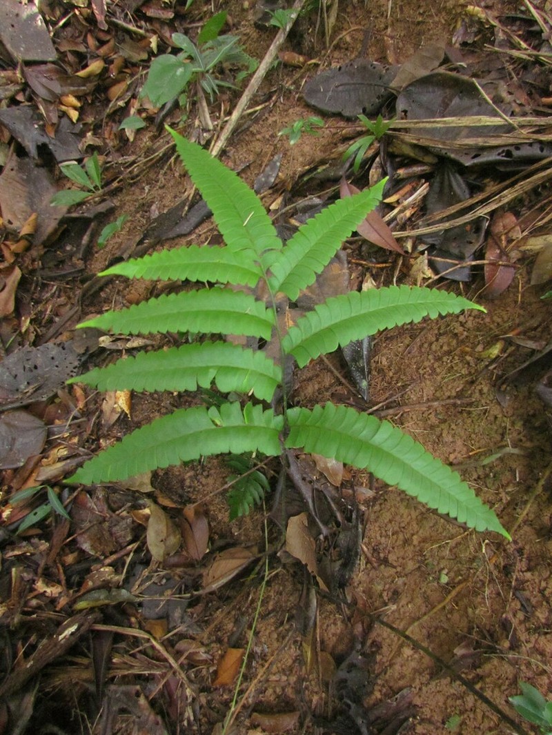 Woodland Necklace Fern photo 3