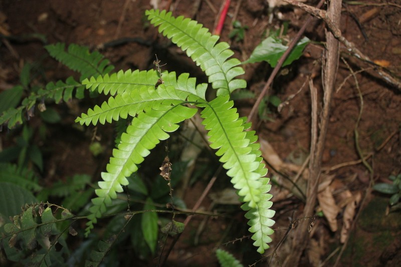 Woodland Necklace Fern photo 4