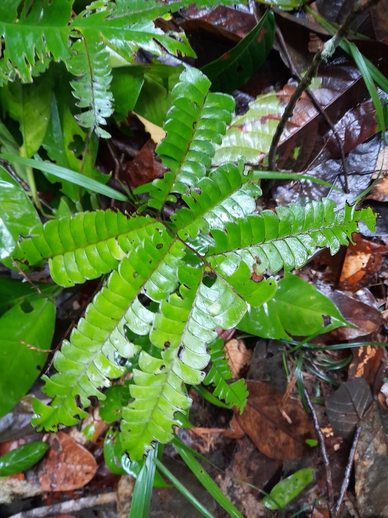 Woodland Necklace Fern photo 5