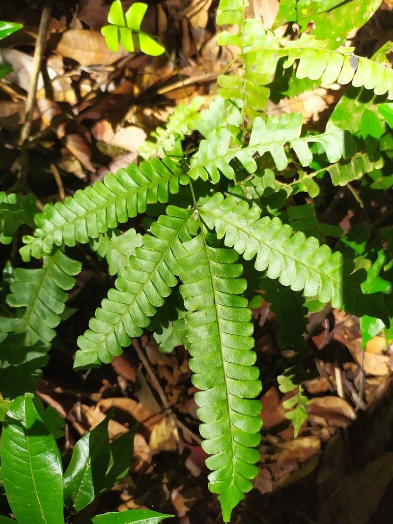 Woodland Necklace Fern photo 6
