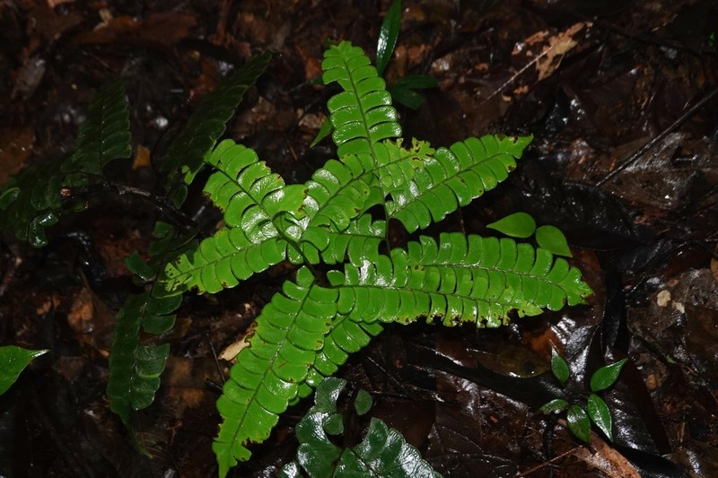 Woodland Necklace Fern photo 7