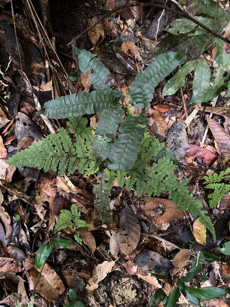 Woodland Necklace Fern photo 8