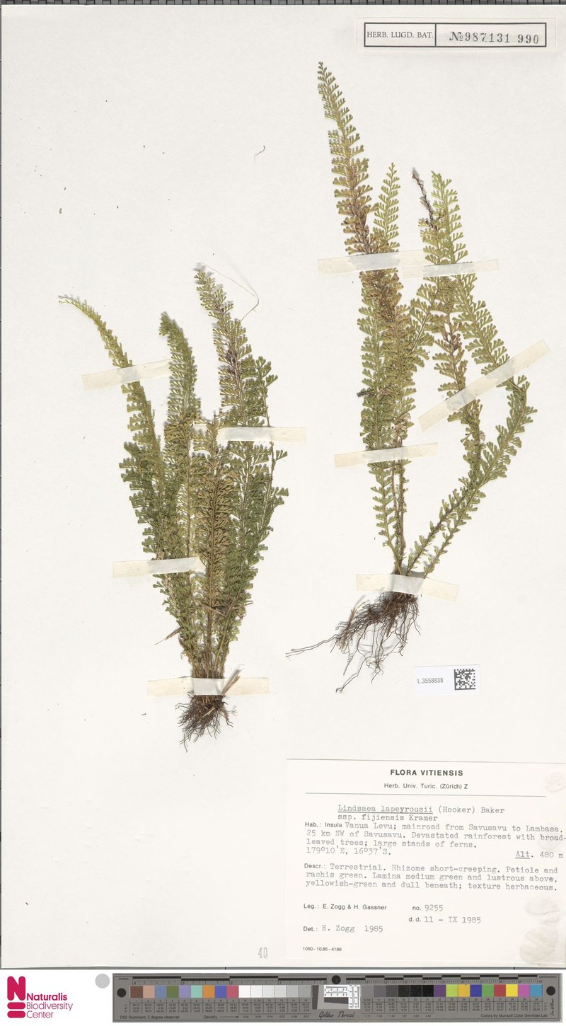 Lindsaea lapeyrousei