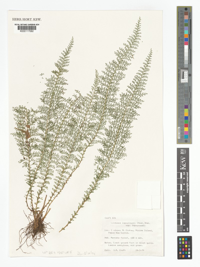 Lindsaea lapeyrousei photo 2