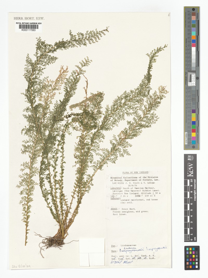 Lindsaea lapeyrousei photo 3