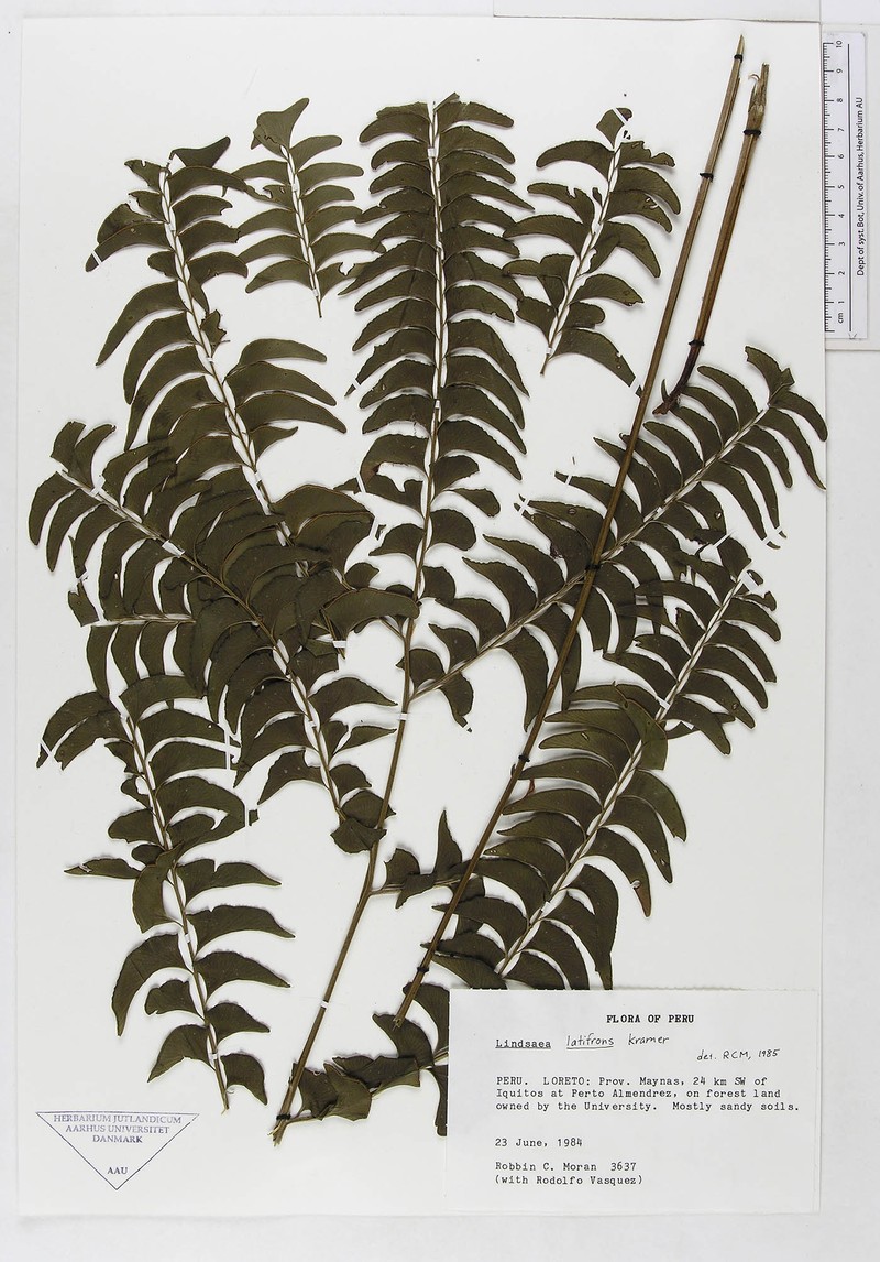 Lindsaea latifrons