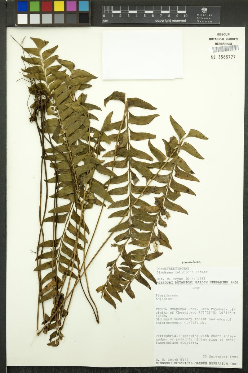 Lindsaea latifrons photo 2