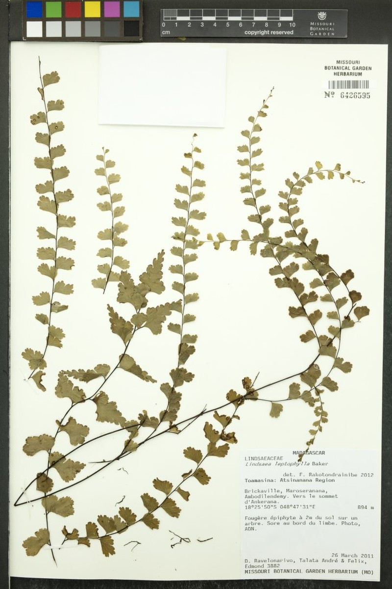 Lindsaea leptophylla