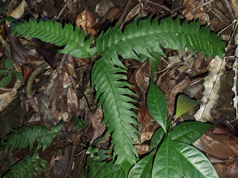 Lindsaea lherminieri photo 2