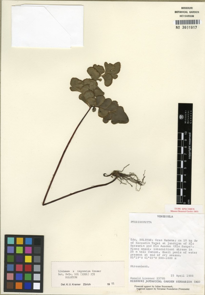 Lindsaea liesneri