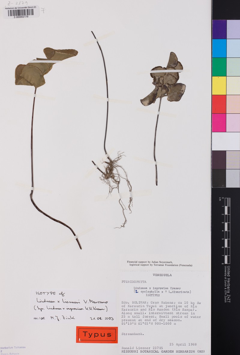 Lindsaea liesneri photo 2