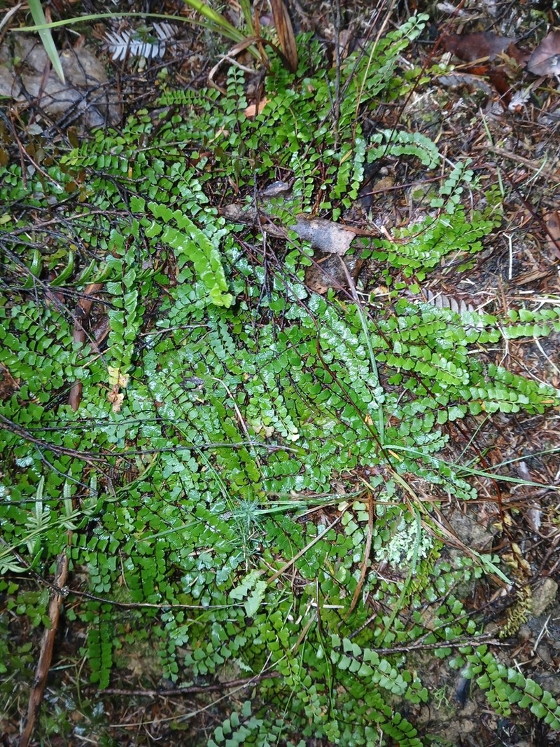 Lindsaea linearis