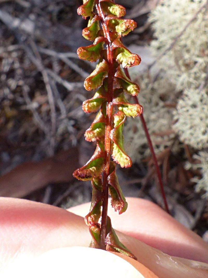 Lindsaea linearis photo 2
