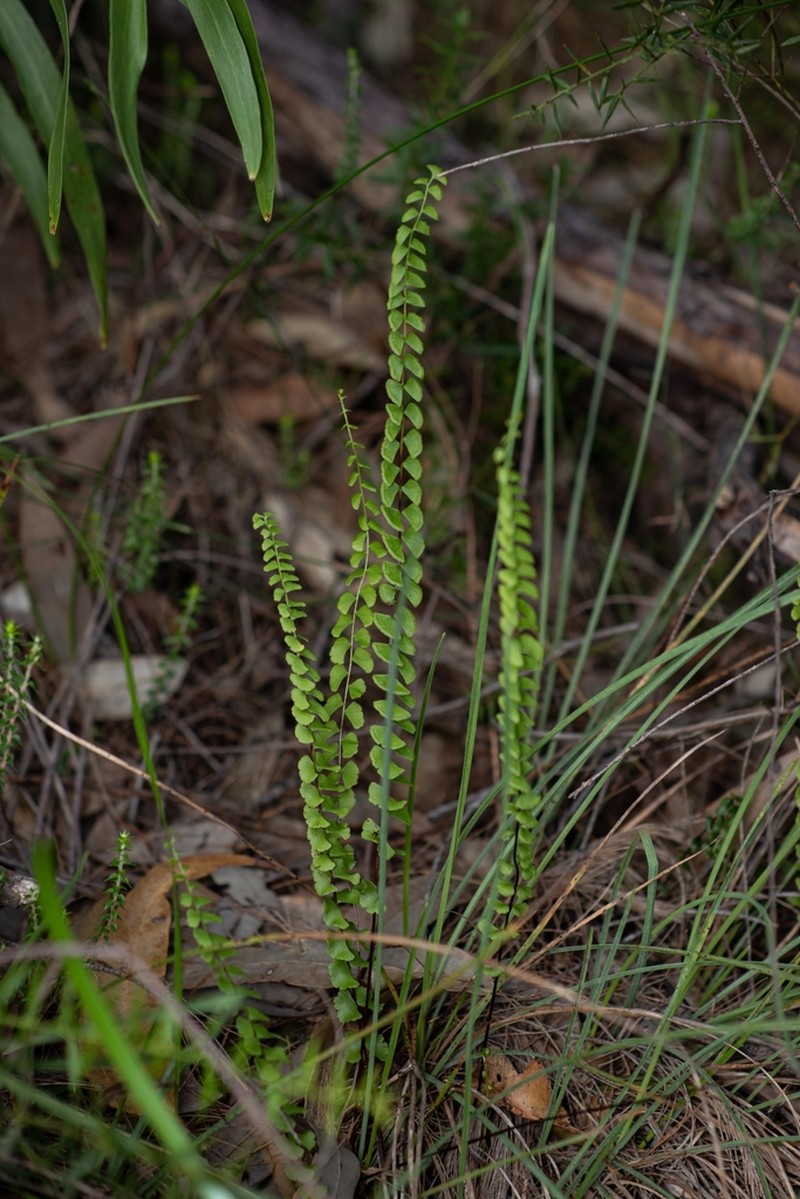 Lindsaea linearis photo 3