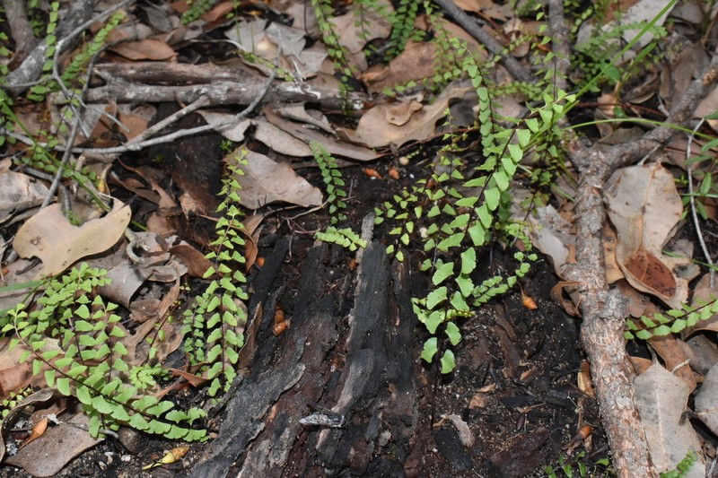 Lindsaea linearis photo 4